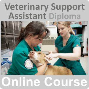 Veterinary Support Assistant Diploma Training Course