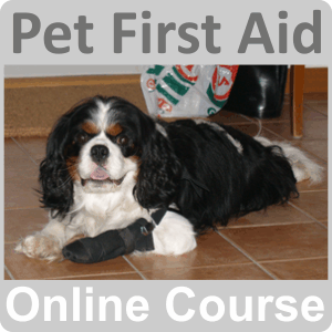 Pet First Aid Certificate Training Course