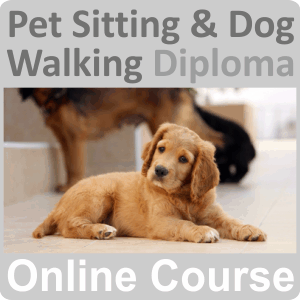Pet Sitting & Dog Walking Diploma Training Course